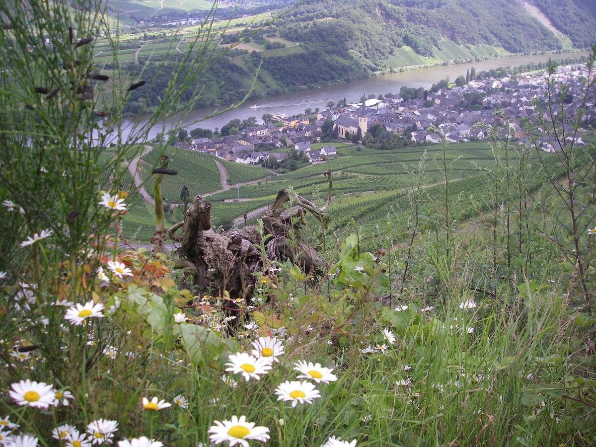 Weingut Bernd Hermes Kröv المظهر الخارجي الصورة